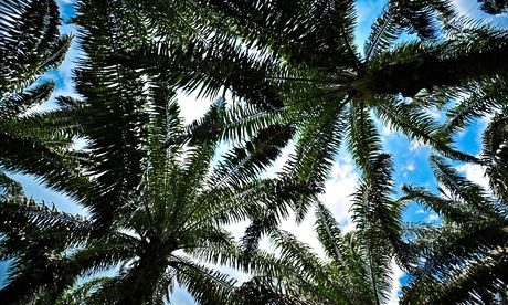 Palm oil plantation Sumatra