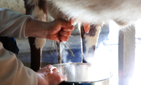 A cow is milked by hand.