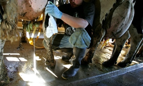 A worker squeezes milk from a cow's udder
