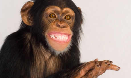 For copyright reasons, this is not the monkey selfie you are looking for.