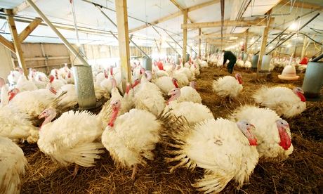 bird feather counting