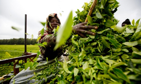 A Tanzanian lady plucking tea
