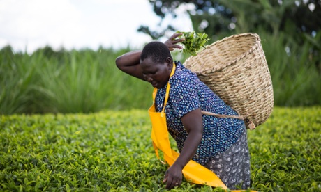 A tea farmer at work