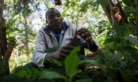 Amos, a student of Fairtrade Premium-funded training on a Sireet OEP demonstration farm