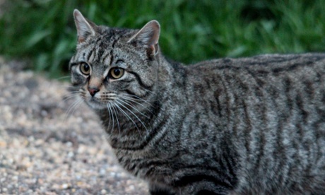 The visitor to Ray Collier's garden – 