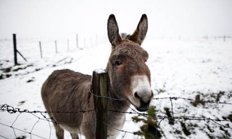 The first snow arrived in Divis Mountain, West Belfast, on Friday. This resident is unlikely to appreciate it.