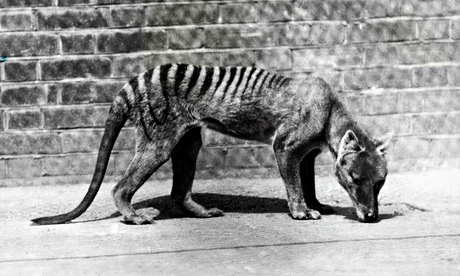 Tasmanian tiger