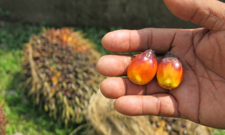palm fruit seeds