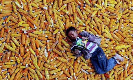 A child reads a book in a pile of corn