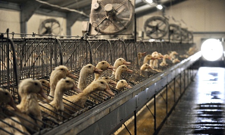 Ducks at a foie gras factory in Saint-Michel, eastern France.  