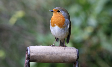 Robin