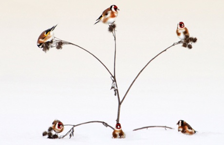 Five goldfinches in a fruit tree.