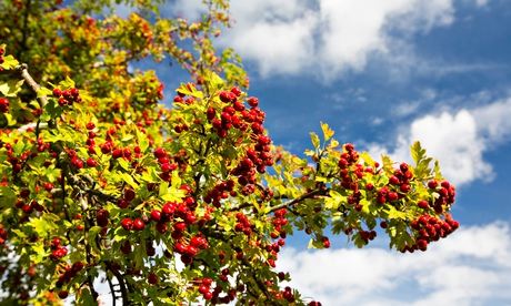 Hawthorn tree with clusters of berries against a cloudy blue sky