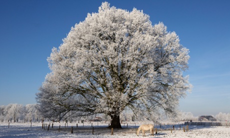 A horse grazing next to a frosted horse chestnut tree in the snow