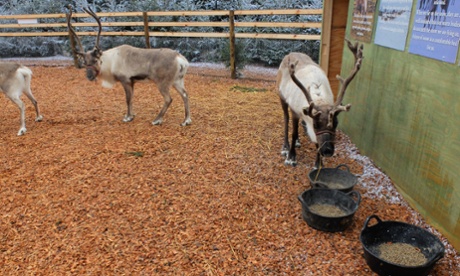 Reindeer at Magical Journey