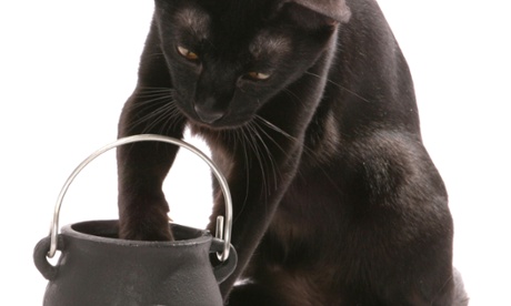 black bombay cat with cauldron portrait