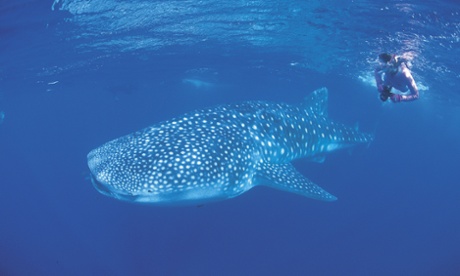 ningaloo whale shark