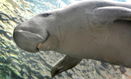 dugong