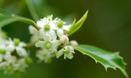 Flowers on a female holly tree