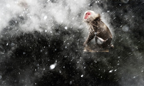 Japanese macaque in a blizzard by Jasper Doest