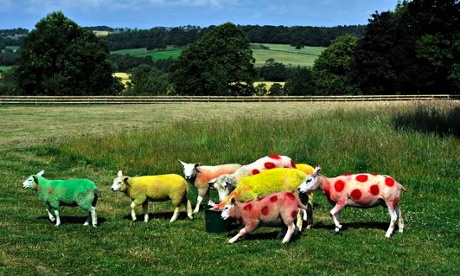Sheep sprayed in the colours of the Tour de France winners' jerseys in Yorkshire in July 2014