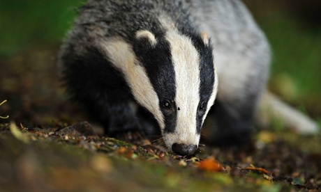 Badger cull