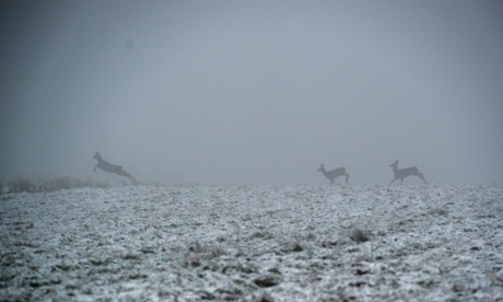 Poland,MAJDAN SOPOCKI the first,06.12.2014, deer on the field next to 