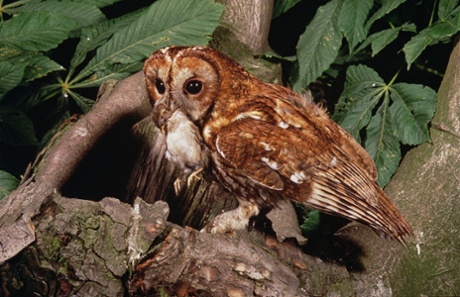 A tawny owl carrying prey to its young, the winning image from the first ever Wildlife Photographer of the Year competition in 1965.