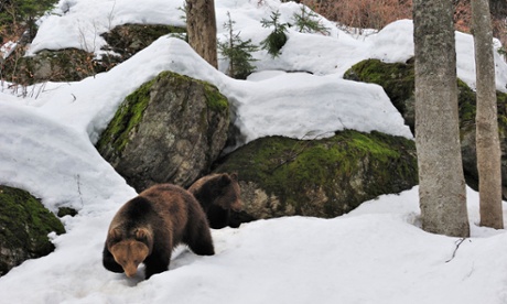 Brown bear (Ursus arctos) female with two-year-old cub in the snow in early spring emerging from den among rocks in forest, Germany