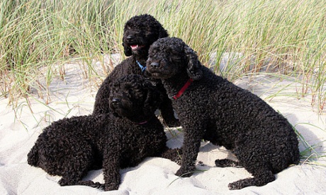 Spanish Water dogs will be recognized as a new breed in 2015.