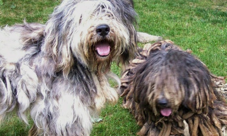 The American Kennel Club will recognize Bergamascos as a new breed in 2015.