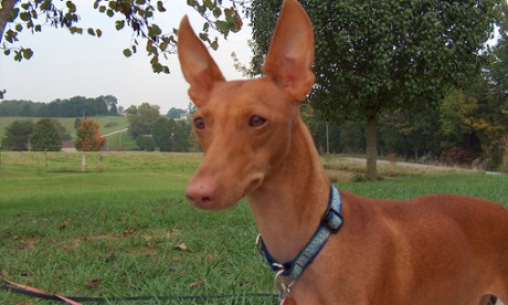  Called “the Sicilian greyhound”, the Cirneco dell’Etna is an active rabbit hunter.