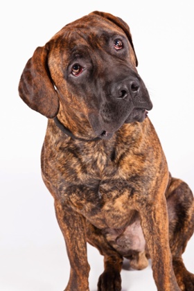 Boerboels are among the newly recognized breeds.