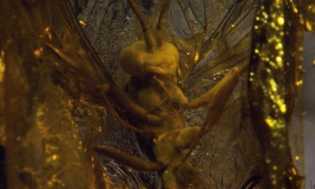 A mosquito in amber in a video still by Pierre Huyghe.