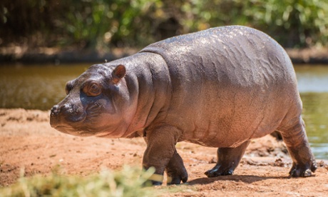 Hippo Beach Werribee Open Range Zoo Pansy hippopotamus calf