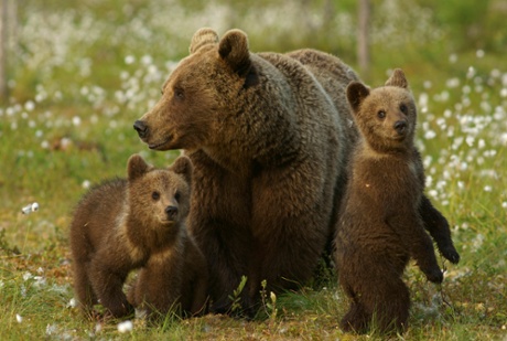 Brown bears in Finland