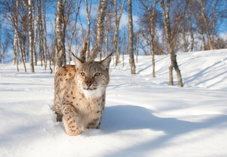 Eurasian lynx in Norway