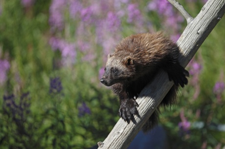 A wolverine in Finland