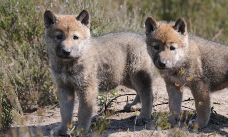 Wolf cubs in Poland