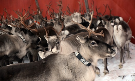 Reindeers