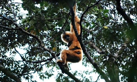 Hainan gibbon