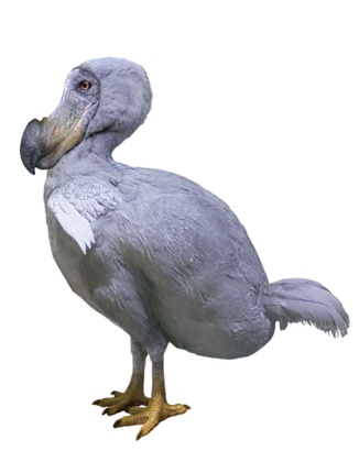 A dodo