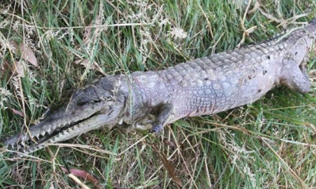 crocodile found dead in Melbourne