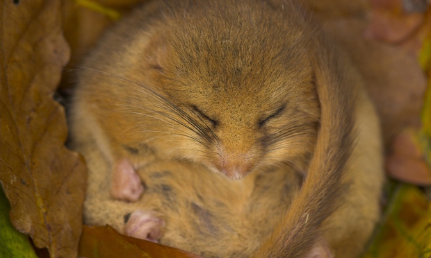 do mice hibernate over winter