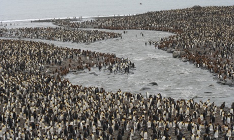 King Penguins colony on South Georgia