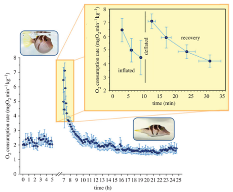 pufferfish inflation data