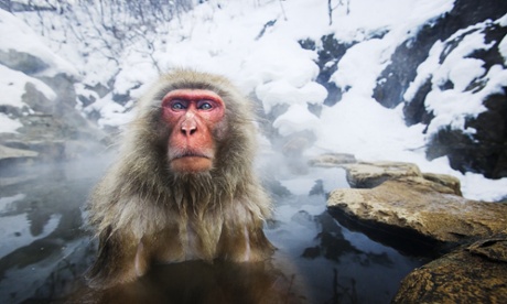 Animals out in the cold - in pictures