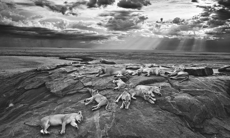The Vumbi pride in Tanzania’s Serengeti National Park