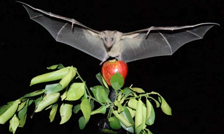 Egyptian fruit bat