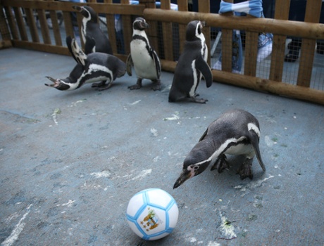 Think they'd do better with a 2-1-2 formation.